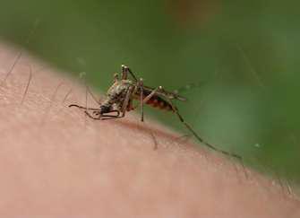 Paludisme : l'espoir d'un traitement qui détruit les parasites en 48 heures